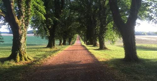 ALLEE DOMAINE DES CLAIRS CHENES