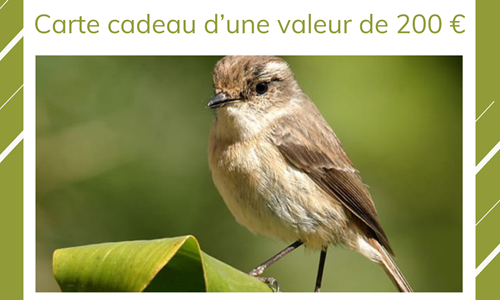 cadeau cadeau 1.png