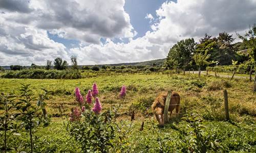 campagne.JPG