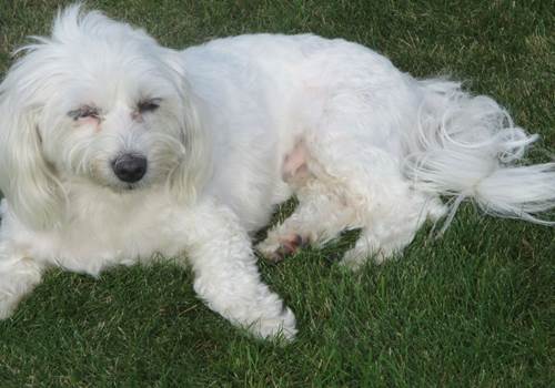 Chien