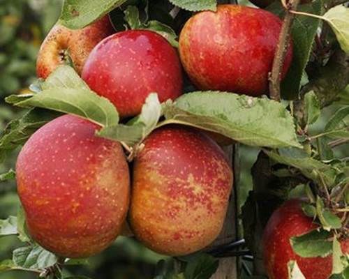 46185-pommier-belle-de-boskoop-taille-en-gobelet-en-pot-3