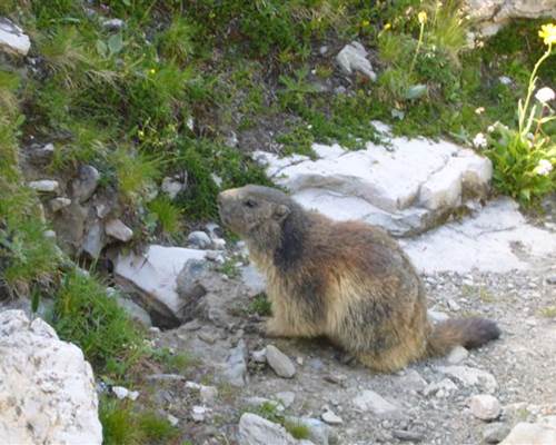 marmotte buissonniere