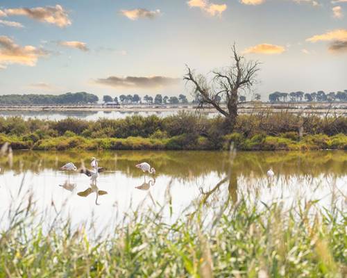Marais