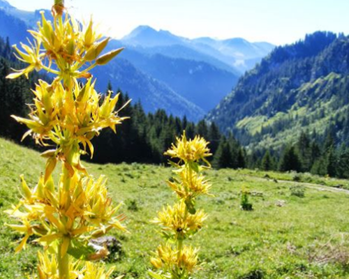 Capture fleurs