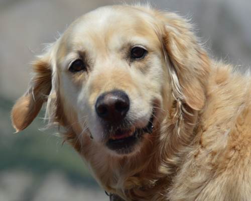 Votre chien