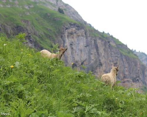 9705835_apidae-sheet-gallery-full