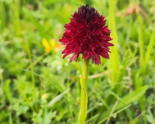 nigritelle-orchis-vanillé-cathie