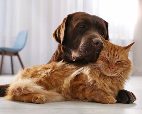photo chat et chien