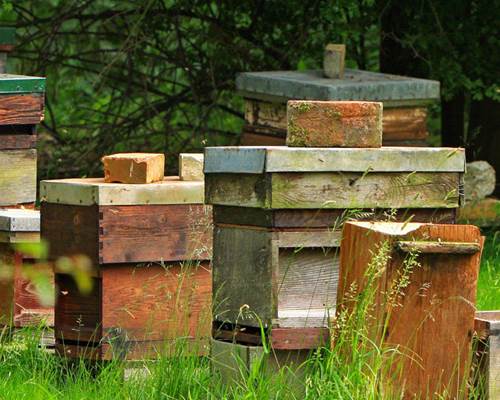 APICULTURE