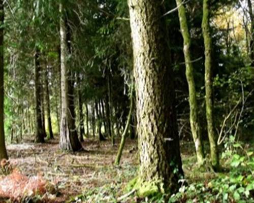 monde de la foret