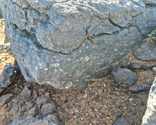 IMG-20250303-WA0091