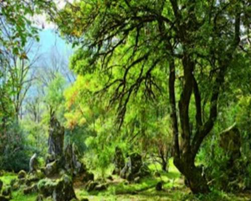 Ver Jardin Jaysinia