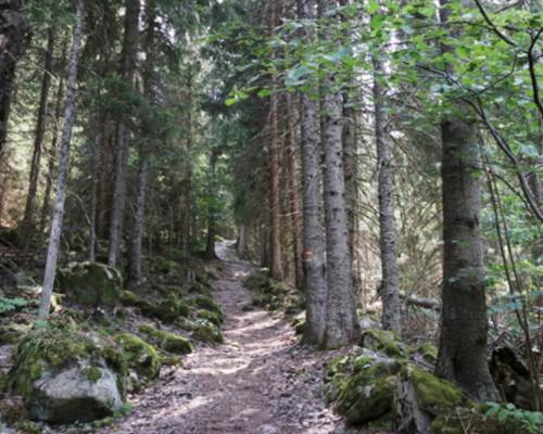 foret