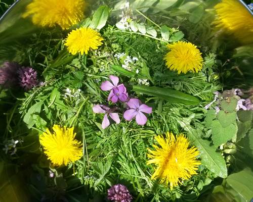 PLANTES COMESTIBLES