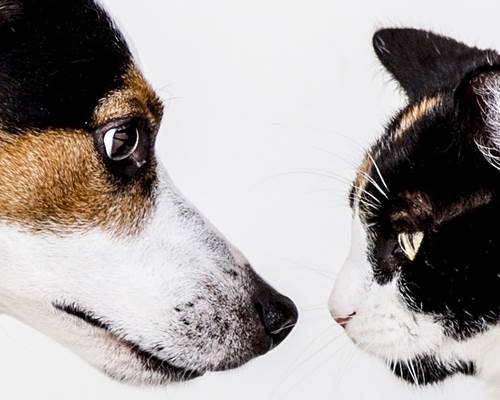animals-1517642_1280
