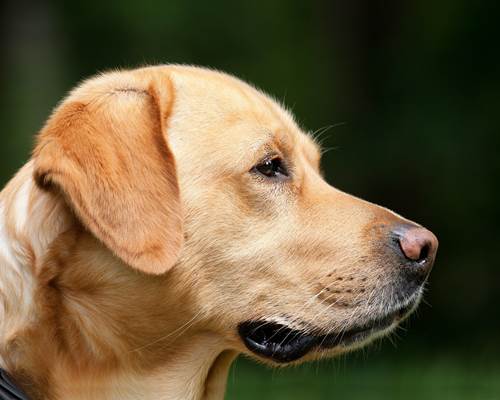 chien
