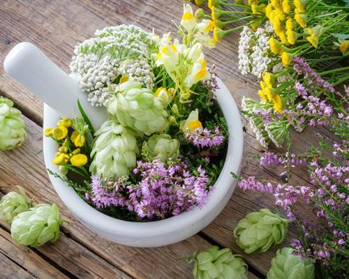 PLANTES MEDICINALES