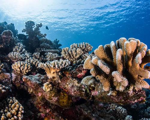 corail2