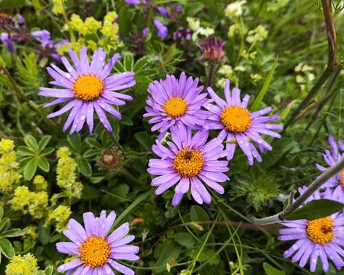aster-fleur-cathie