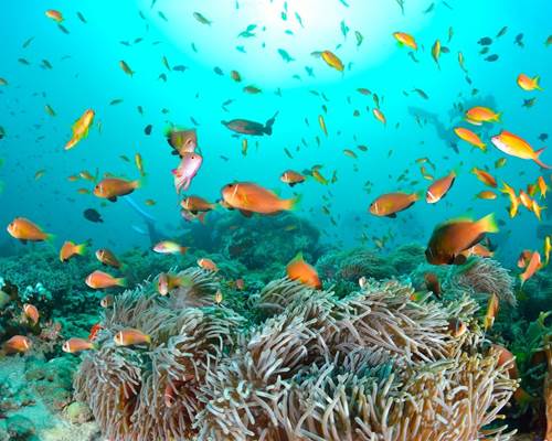 jardin-de-corail-bora-bora