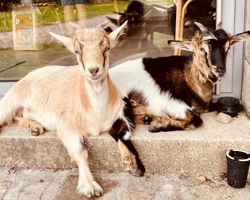 Bibi&Bulle