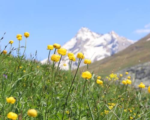 Fleurs