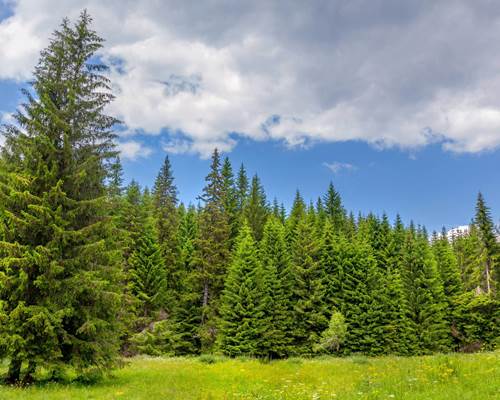 Forêt Epicéas
