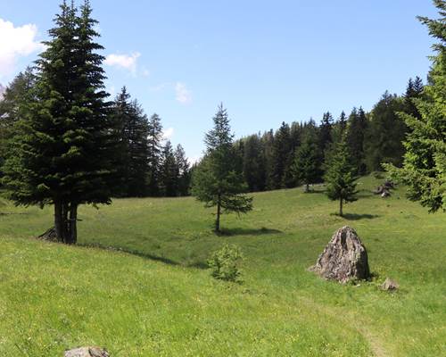 Clairière-Bario_Elfie-2