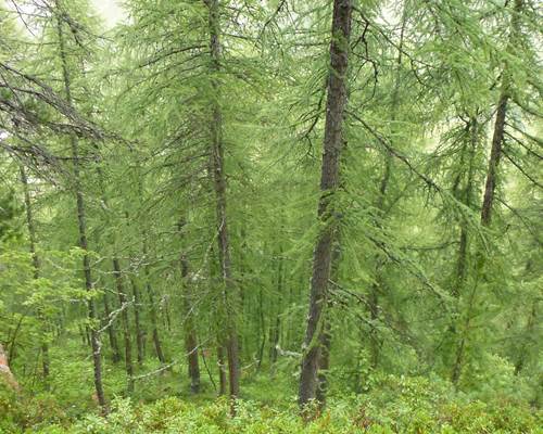 forêt rogoney