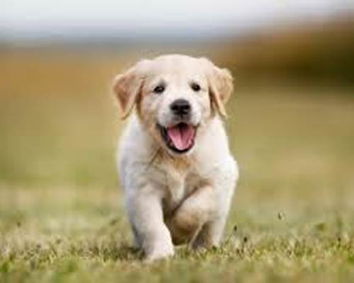 chien