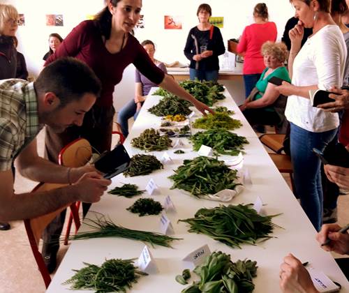 Sortie plantes sauvages comestibles  Asso Kloreaufil