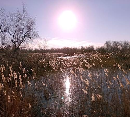 Coucher de soleil sur la réserve naturelle de Scamandre-galerie