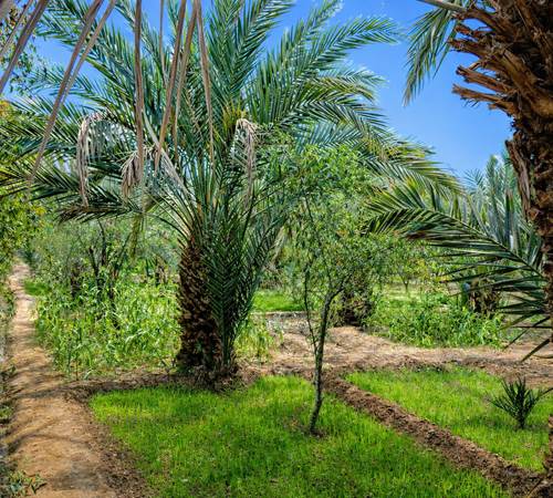 La palmeraie de Hassilabied