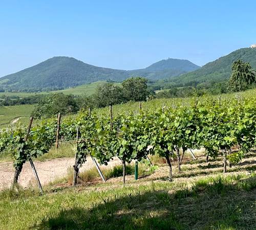 Les vignes