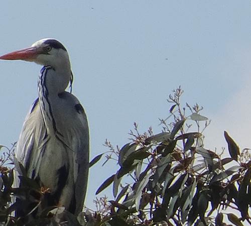 Les cigognes de Normandie-photo-news