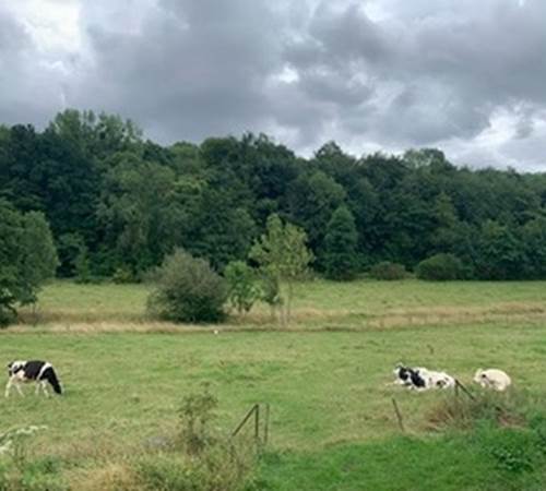 Gîte Verveine Marguerite - groupe 14 personnes Wallonie Namur Gembloux-galerie