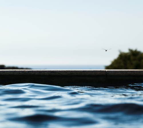 libellule sur la piscine-galerie