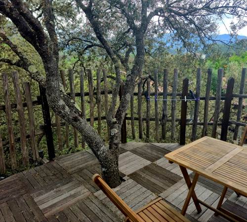 Un olivier au milieu de la terrasse-galerie