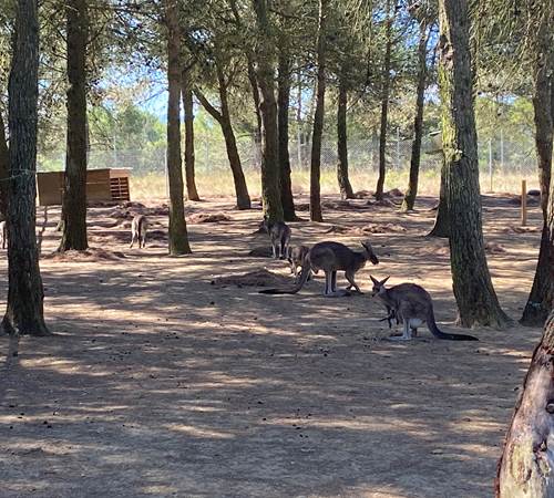 parc-australien-kangourous