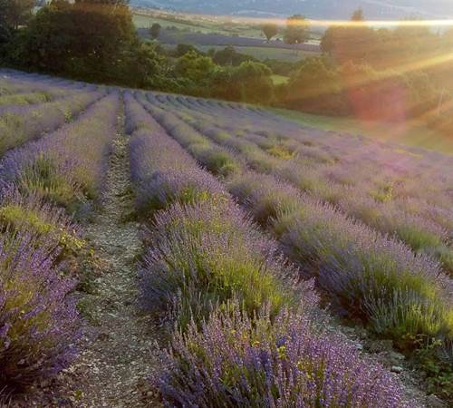Les champs de lavande