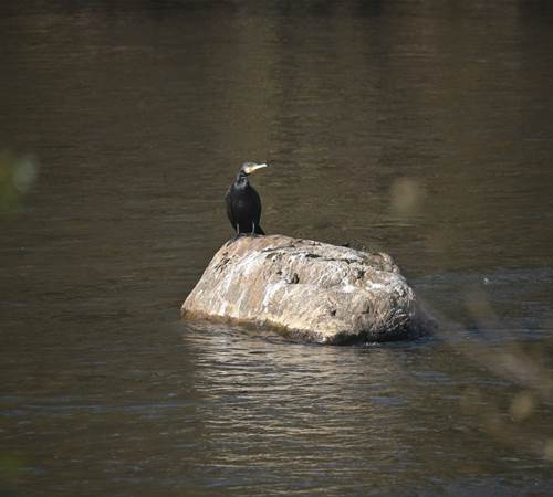 Aalscholver - Cormoran - Kormoran - Cormorant-photo-page
