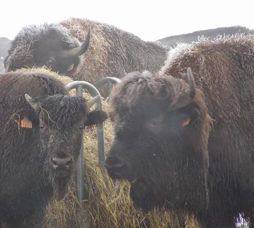 Les bisons de Recogne-photo-page
