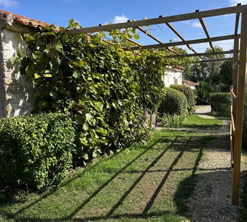 Pergola kiwis