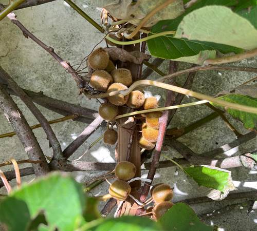 Baby kiwi