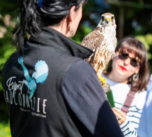 Présentation des oiseaux-photo-page