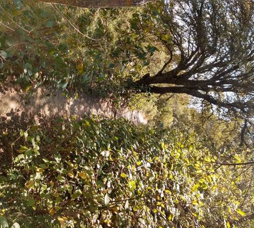 petit chemin 2