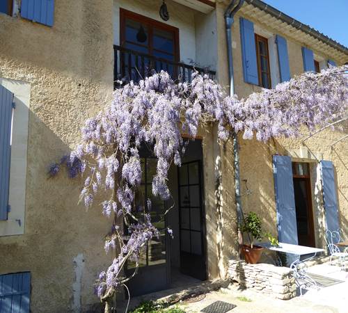 La glycine en fleurs en avril-galerie