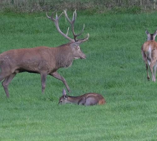 Herten brullen - Brame du cerf - Hirschbrüllen - Deer bellow-photo-page
