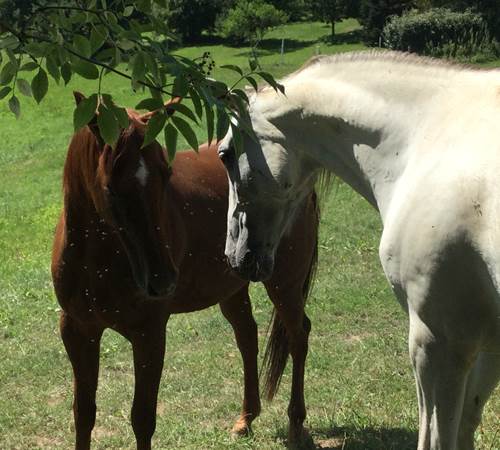 Cassie et Spirit