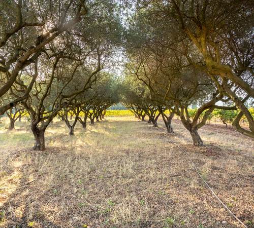 Domaine des Peirecedes-0091